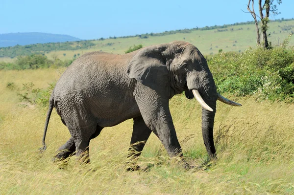 Elefant — Stockfoto