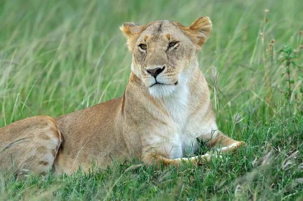 Leone. — Foto Stock