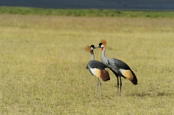 Crowned crane — Stock Photo, Image