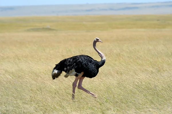 Devekuşu — Stok fotoğraf