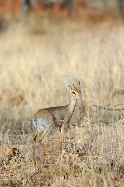 ディクディク — ストック写真