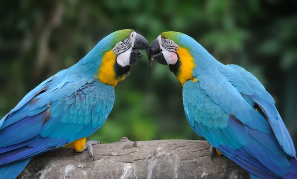 Pájaro loro (Guacamayo severo ) — Foto de Stock