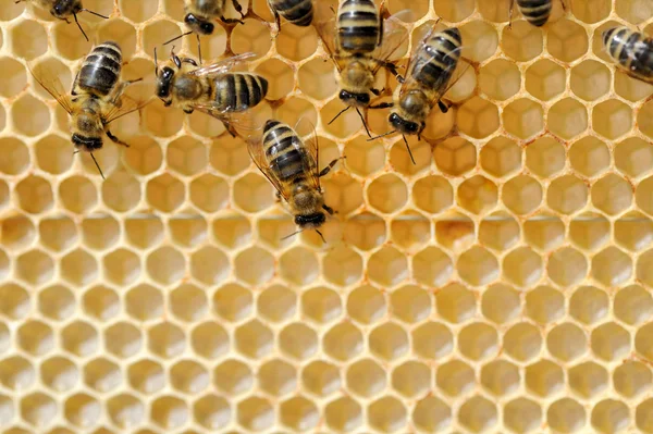 Vue rapprochée des abeilles en activité — Photo