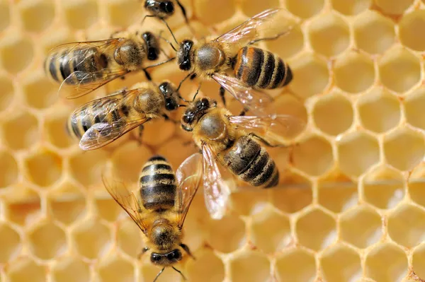 Vue rapprochée des abeilles en activité — Photo