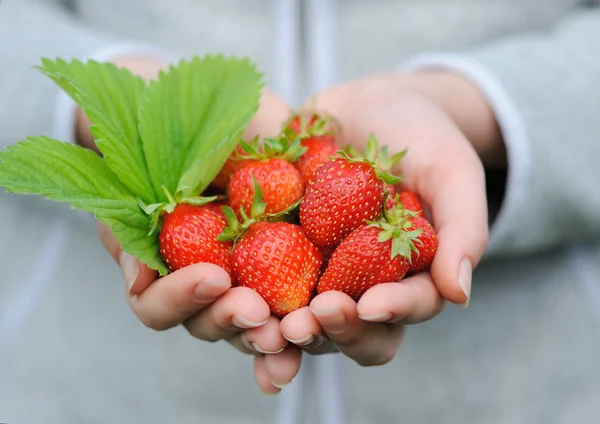 Hands holding fresh strawberries — Stock Photo, Image