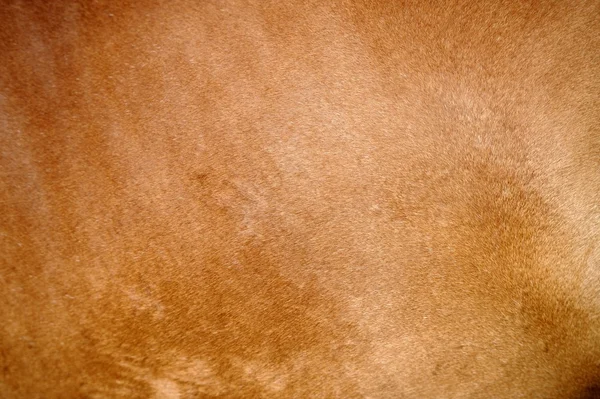 Texturált pelt barna ló — Stock Fotó