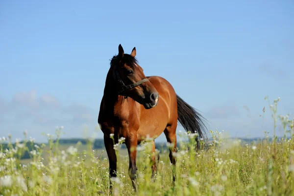 Häst — Stockfoto