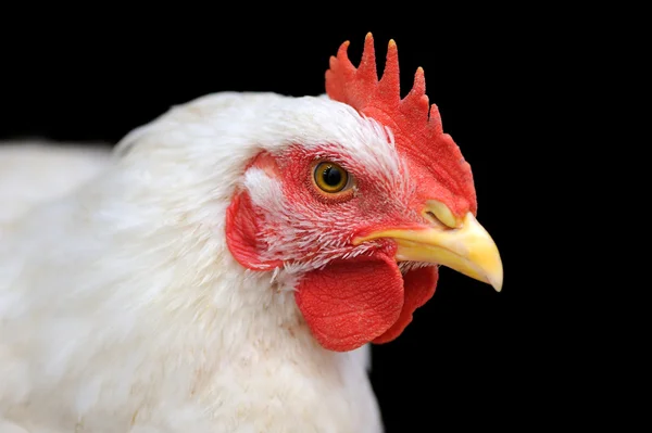 White chicken — Stock Photo, Image