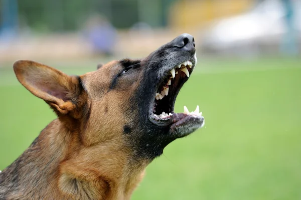 Злий собака — стокове фото