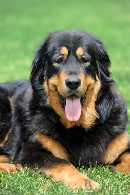 Çayırdaki küçük köpek portre