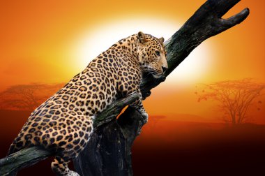 leopar