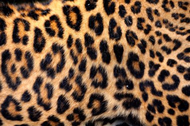 Gerçek leopar deri