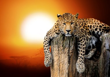 leopar