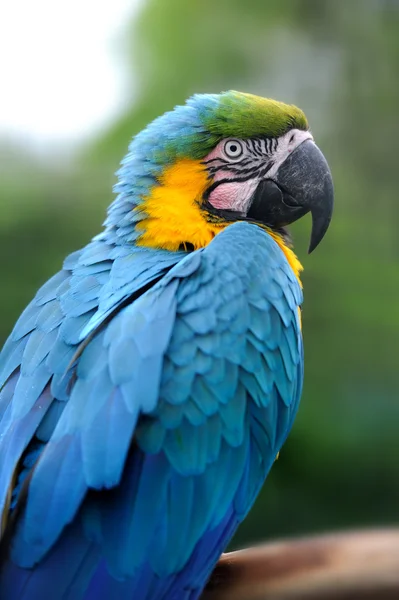Papegaai vogel (ernstige Ara) — Stockfoto