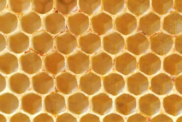 Bienenwaben — Stockfoto