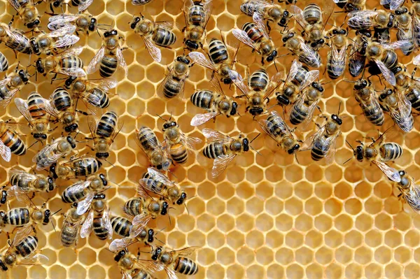 Рабочие пчелы на медовых клетках — стоковое фото