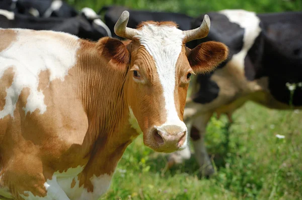 Bruin koe — Stockfoto