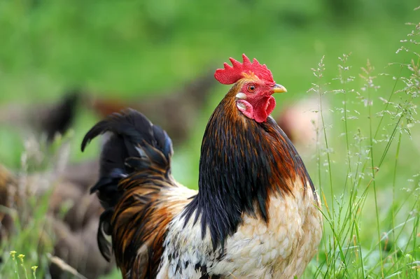 Gallo sobre fondo de la naturaleza — Foto de Stock