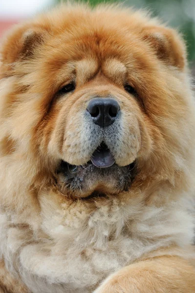 Chow chow — Zdjęcie stockowe