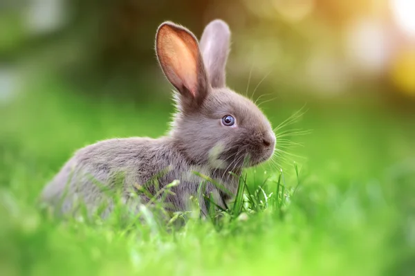 Кролик у траві — стокове фото