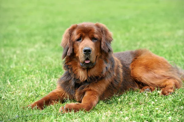 Portret jonge hond in de weide — Stockfoto