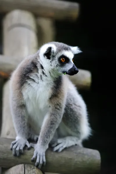 Lemurer — Stockfoto