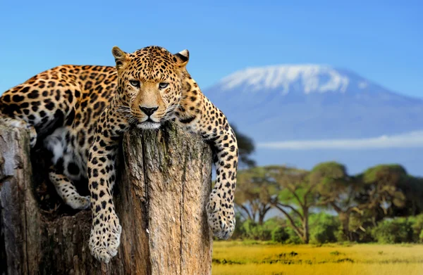 leopar
