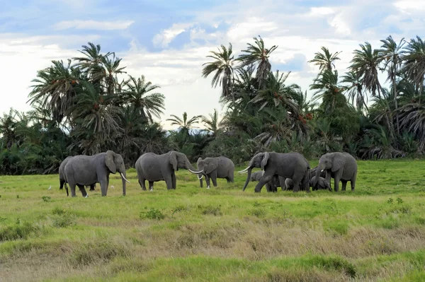 Elephant — Stock Photo, Image