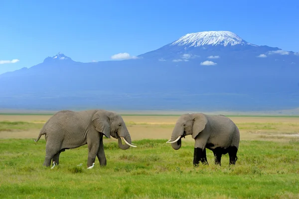 Elefante — Fotografia de Stock