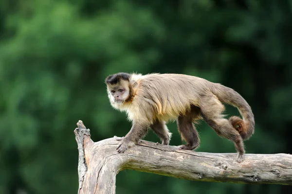 Capuchin monkey Stock Image