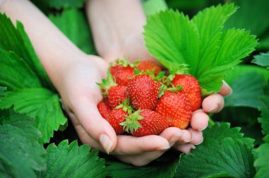 Hands holding fresh strawberries