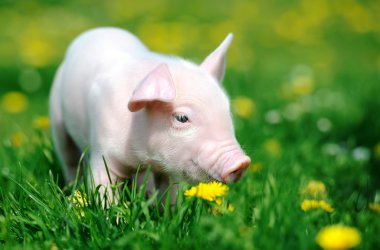 otların içinde genç domuz