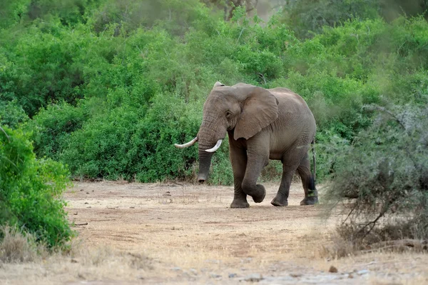 Elefante — Foto de Stock