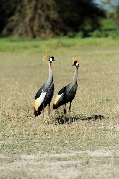 Crowned crane — Stock Photo, Image