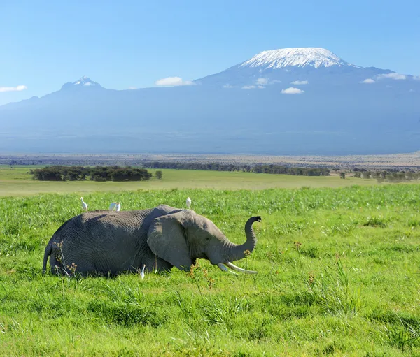 Elefante — Fotografia de Stock