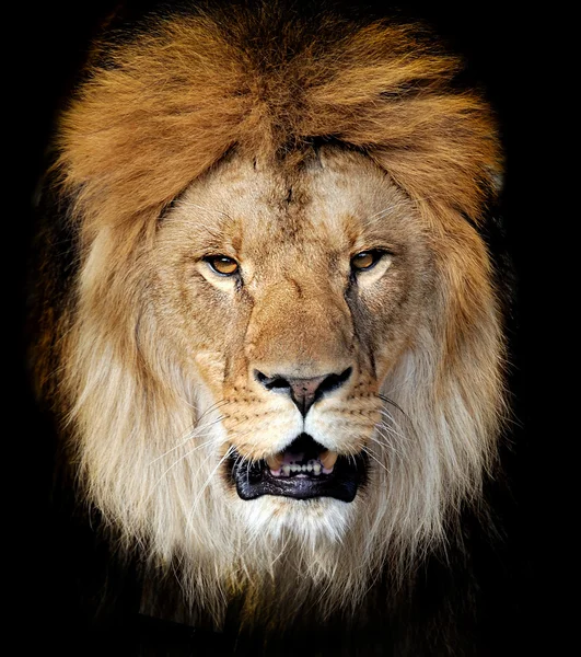 Löwenporträt — Stockfoto