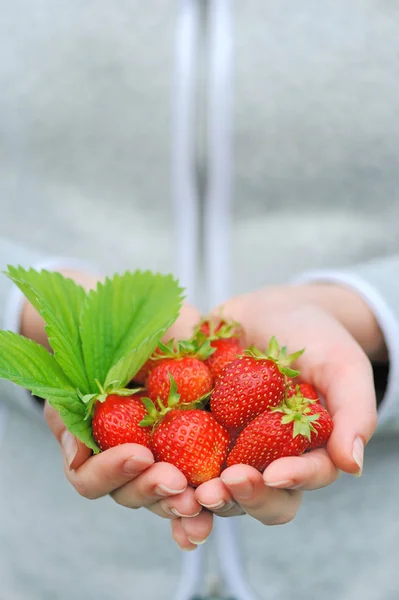 Hands holding fresh strawberries — Stock Photo, Image