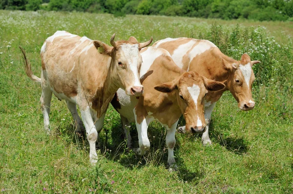 Brown cow — Stock Photo, Image