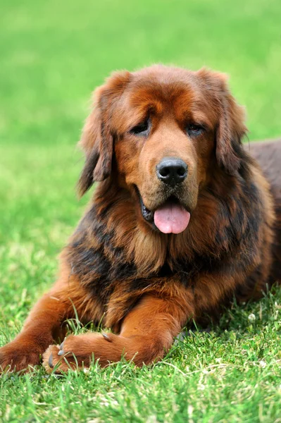 Portrait young dog  in the meadow — Stock Photo, Image