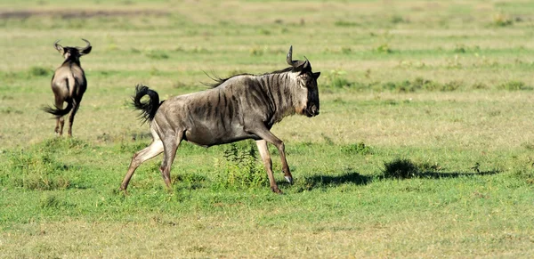 Gnu. — Foto Stock