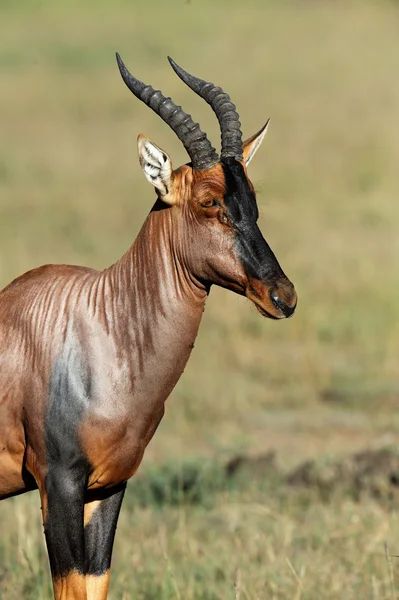 Bovenaan paginaIk antelope — Stockfoto