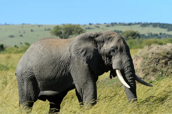 Elephant — Stock Photo, Image