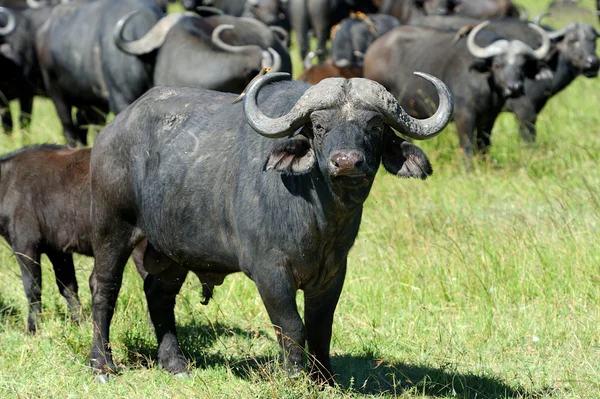 Búfalo — Foto de Stock