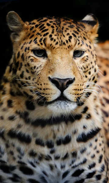 Leopardo — Fotografia de Stock