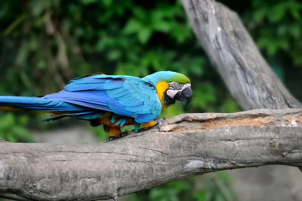 Oiseau perroquet (Ara sévère) ) — Photo