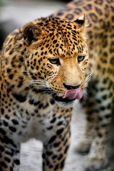 Leopardo — Foto Stock