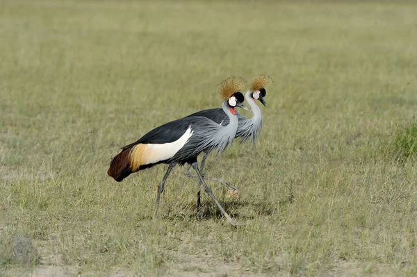 Crowned crane — Stock Photo, Image