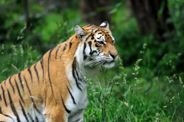 Tijger — Stockfoto