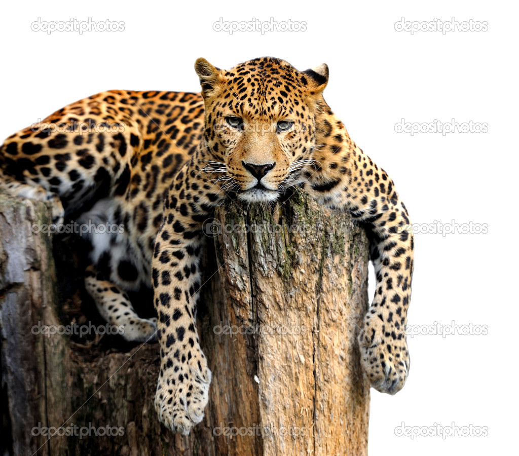Leopard Isolated on White Background