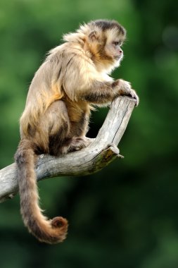 Capuchin monkey clipart